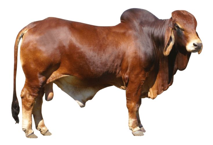 Beef