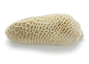 Beef Tripe