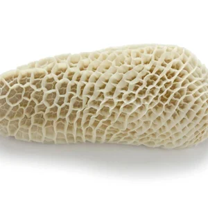 Beef Tripe
